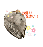 インコ ズグロシロハラ オカメ コザクラ（個別スタンプ：8）
