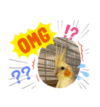 インコ ズグロシロハラ オカメ コザクラ（個別スタンプ：9）