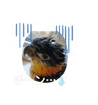インコ ズグロシロハラ オカメ コザクラ（個別スタンプ：10）