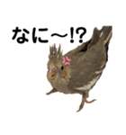 インコ ズグロシロハラ オカメ コザクラ（個別スタンプ：13）