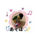 インコ ズグロシロハラ オカメ コザクラ（個別スタンプ：15）