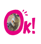 インコ ズグロシロハラ オカメ コザクラ（個別スタンプ：16）