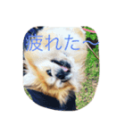がんもどき君（個別スタンプ：5）