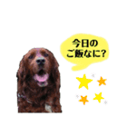 うちの子スタンプ～家族で使える～（個別スタンプ：1）