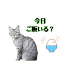 うちの子スタンプ～家族で使える～（個別スタンプ：3）