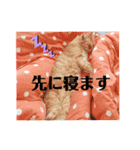 うちの子スタンプ～家族で使える～（個別スタンプ：4）