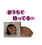 うちの子スタンプ～家族で使える～（個別スタンプ：8）