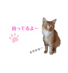 うちの子スタンプ～家族で使える～（個別スタンプ：16）