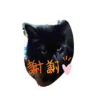 仲良しキャットファミリー4（個別スタンプ：3）