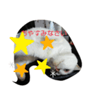 仲良しキャットファミリー4（個別スタンプ：8）