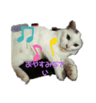 仲良しキャットファミリー4（個別スタンプ：13）