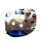 仲良しキャットファミリー4（個別スタンプ：15）