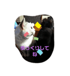 仲良しキャットファミリー4（個別スタンプ：22）