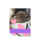 仲良しキャットファミリー4（個別スタンプ：31）