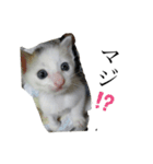 ニャンワン シリーズ 1（個別スタンプ：2）