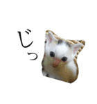 ニャンワン シリーズ 1（個別スタンプ：3）