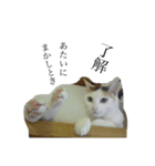 ニャンワン シリーズ 1（個別スタンプ：13）