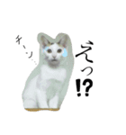 ニャンワン シリーズ 1（個別スタンプ：19）
