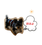 ヨーキーのちょこ（個別スタンプ：1）