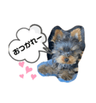 ヨーキーのちょこ（個別スタンプ：2）