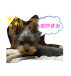 ヨーキーのちょこ（個別スタンプ：4）