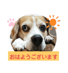 ビーグル りゅうちゃんスタンプ（個別スタンプ：1）