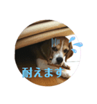 ビーグル りゅうちゃんスタンプ（個別スタンプ：4）