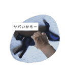 ひじきのにちじょう（個別スタンプ：19）