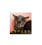 ひじきのにちじょう（個別スタンプ：20）