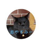 ひじきのにちじょう（個別スタンプ：24）