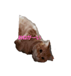 琥珀のささやき（個別スタンプ：3）