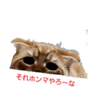 琥珀のささやき（個別スタンプ：8）
