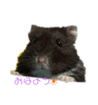 ハムハムハムっこ（個別スタンプ：3）