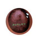 ハムハムハムっこ（個別スタンプ：4）