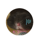 ハムハムハムっこ（個別スタンプ：7）