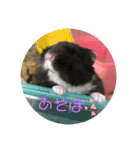 ハムハムハムっこ（個別スタンプ：16）