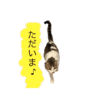 にゃん 3娘（個別スタンプ：4）