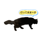 にゃん 3娘（個別スタンプ：8）