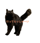 にゃん 3娘（個別スタンプ：9）