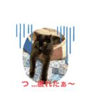 にゃん 3娘（個別スタンプ：20）