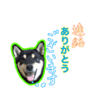黒柴 リクとスタンプ（個別スタンプ：1）