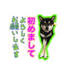 黒柴 リクとスタンプ（個別スタンプ：3）