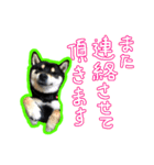 黒柴 リクとスタンプ（個別スタンプ：6）