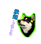 黒柴 リクとスタンプ（個別スタンプ：10）