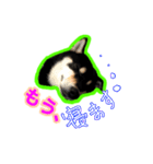 黒柴 リクとスタンプ（個別スタンプ：11）