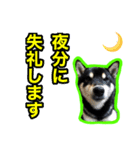 黒柴 リクとスタンプ（個別スタンプ：12）