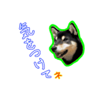 黒柴 リクとスタンプ（個別スタンプ：13）