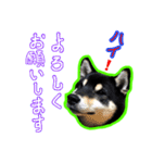 黒柴 リクとスタンプ（個別スタンプ：14）