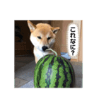柴犬 風多の日常会話2（個別スタンプ：1）