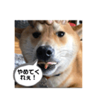 柴犬 風多の日常会話2（個別スタンプ：2）